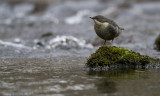 Dipper  - Strmstare (Cinclus cinclus)