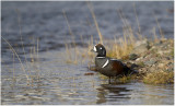 Harlequin duck