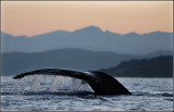 Humpback whale