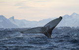 humpback whale