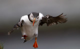 puffin