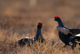 Black grouse