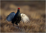 Black grouse