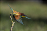 Beeater (Merops Apiaster)