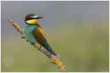 Beeater (Merops Apiaster)