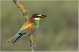 Beeater (Merops Apiaster)