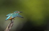 Kingfisher  (Alcedo atthis)