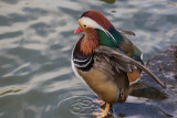 Mandarin Duck