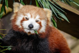Red panda with lunch