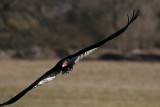 Turkey Vulture