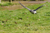 Saker Falcon 2