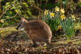 Parma Wallaby 2