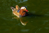 Mandarin Drake