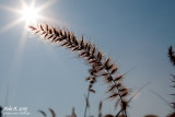 Collection of plant photography