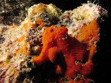 Commersons FrogFish