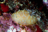  Endemic GoldLace Nudibranch Puako -Halgerda terramtuentis