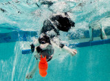 Boston terriers underwater. 