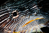 Splendid Toadfish - Believed to Be Cozumel Endemic