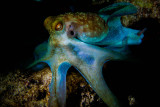 Caribbean Reef Octopus - Incredibly Beautiful