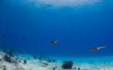 Caribbean Reef Squid - Flying in Formation