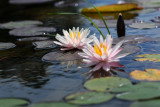 DSC_6655.jpg