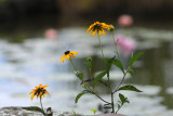 DSC_6715.jpg