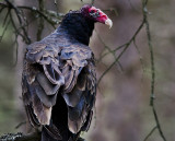 The Amazing Turkey Vulture