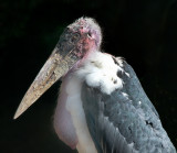 Marabou Stork