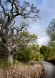Oracle Oak