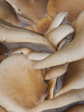 Fungus Jumble