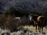 Golandrinas Mustangs