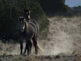 Wild Horses of Placitas