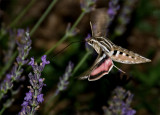 Hummingbird Sphinx-Moth