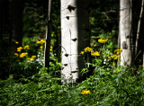 High Mountain Daisies and Aspen