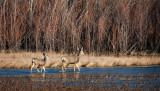 Mule Deer in the Bosque