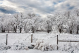 Frosted