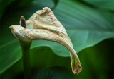 Cala Lily