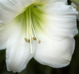 Lady Lily