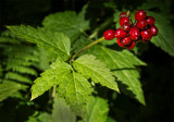 Santa Barbara Red Berry