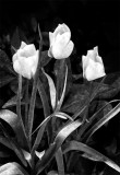 Tulips in Black and White