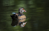Young Wood Duck, Prince in Waiting