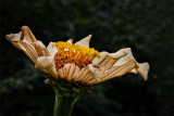 Maisies Zinnia