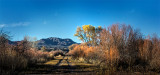 Bosque del Apache