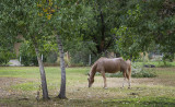 Corrales Village, New Mexico