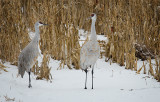 Sandhill Portrait