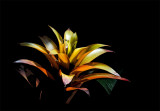 Rain Forest Exotics