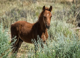 Pueblo Colt