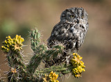 Western Screech Owl
