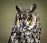 Long Eared Owl