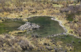 Beaver Lodge and Pond